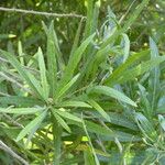 Convolvulus floridus Leaf