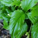 Cardamine enneaphyllos Feuille