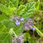 Marsypianthes chamaedrys Flor