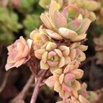 Aeonium leucoblepharum Hoja