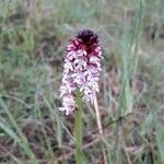 Neotinea ustulata Λουλούδι