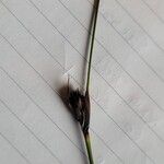 Schoenus nigricans Frucht