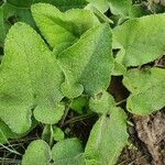 Phlomis russelianaFoglia