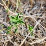 Dicliptera napierae Lehti