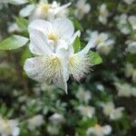 Eucryphia cordifolia Fiore