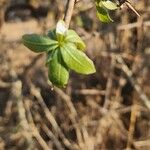 Commiphora madagascariensis Leaf