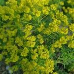 Euphorbia cyparissias Flower