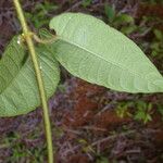 Mandevilla hirsuta Leaf