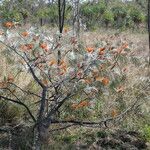 Grevillea pteridifolia Habitat