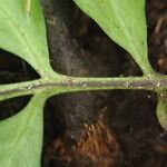 Asplenium paucijugum