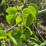 Ipomoea spathulata পাতা