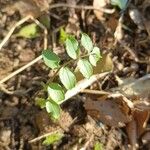 Polemonium reptans Листок