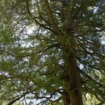 Dacrycarpus dacrydioides Bark