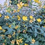 Hypericum beanii Fula