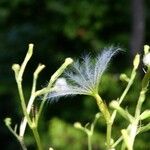 Valeriana montana ফল