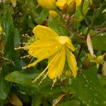 Hypericum hircinum Flors