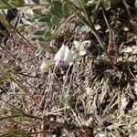 Astragalus australis Kvet