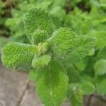 Mentha × villosa Hoja