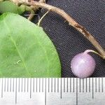 Sphyrospermum ellipticum Fruto