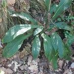 Digitalis ferruginea Leaf