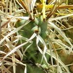 Tephrocactus articulatus Natur