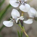 Moraea tricuspidata Flower