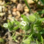 Nonea echioides 花