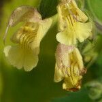 Salvia nubicola Çiçek