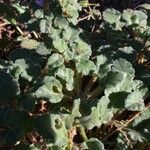 Erodium corsicum Yaprak