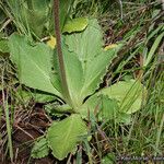 Primula clevelandii Агульны выгляд