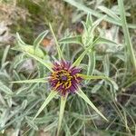 Tragopogon angustifolius 花