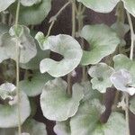 Dichondra argentea Φύλλο