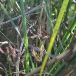 Drosera binata List