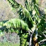 Musa × paradisiaca Blad