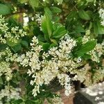 Ligustrum japonicumFlower