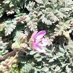 Erodium cicutariumFlower