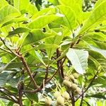 Terminalia myriocarpa ഫലം