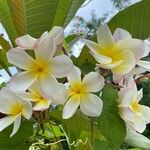 Plumeria obtusa Květ