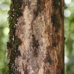 Duroia longiflora 树皮