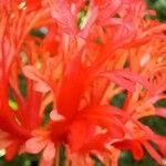 Hibiscus schizopetalus 花