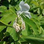 Hedychium coronarium Cvet