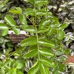 Sophora secundiflora Leaf