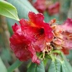 Rhododendron barbatum Flor