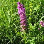 Dactylorhiza incarnata Habitat