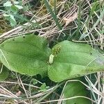 Neottia ovata Leaf