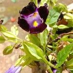 Torenia fournieriBlüte