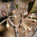 Pichonia dubia Flor