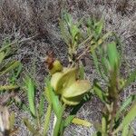 Trichodesma marsabiticum Leaf