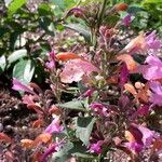 Agastache mexicana Кветка