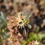 Ononis pusilla Fruto